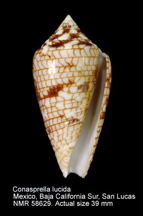 Conasprella lucida.jpg - Conasprella lucida(W.Wood,1828)